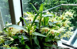 用活性炭种植石斛