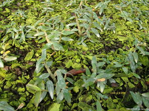 石斛用什么植料种植好