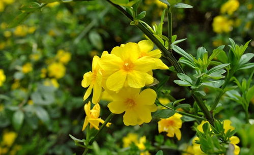 迎春花用活性炭养吗