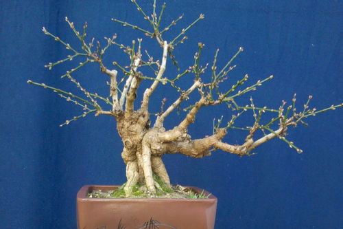 迎春花怎么养家庭养法