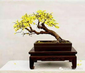 活性炭养多肉好不好