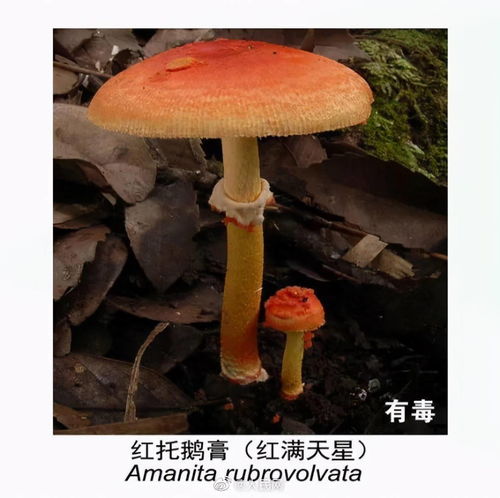 野生菌中毒的症状与急救措施