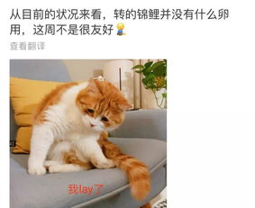 锦鲤是否用活性炭