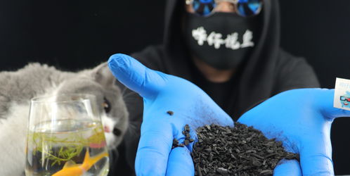 鱼缸为什么不建议放活性炭