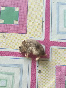 仓鼠可以用活性炭吗冬天