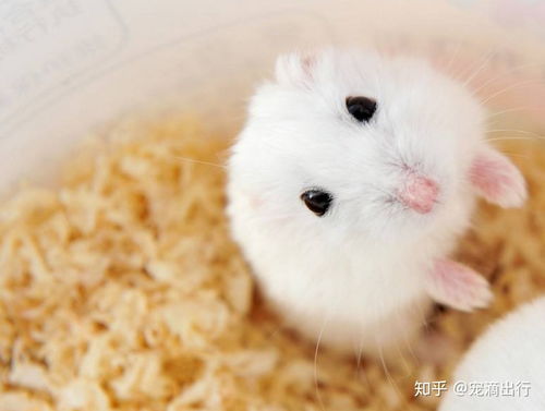 活性硅与活性炭去甲醛哪个好