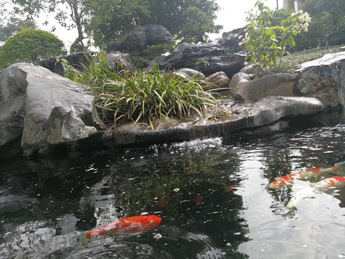 锦鲤鱼池能用活性炭吗吗