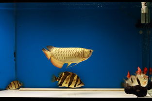 观赏鱼养殖用活性炭过滤器