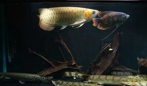 汽车活性炭过滤器的作用