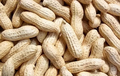 活性炭能放花盆里种花吗