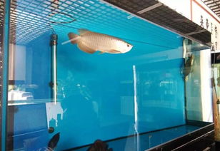 水族活性炭可以长期使用吗