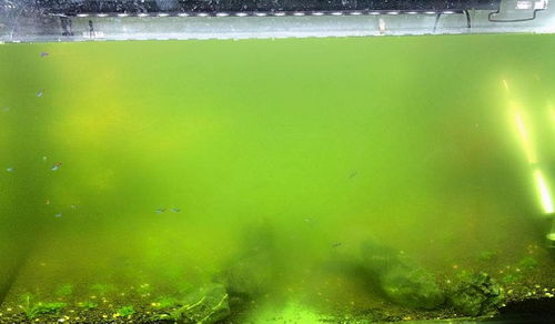 水族活性炭可以反复使用吗