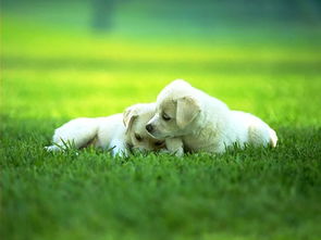 狗狗吃了铁粉和活性炭