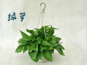 活性炭和绿萝哪个吸甲醛效果好