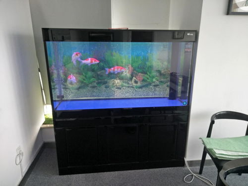 鱼缸是当活性炭好还是陶瓷环