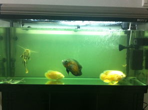 鱼缸里放活性炭起什么作用