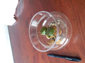 乌龟缸能不能用活性炭洗