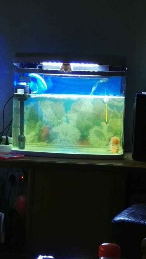 鱼缸滤材活性炭有什么用