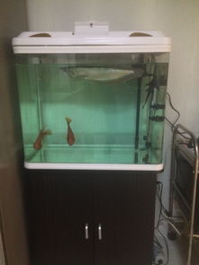 鱼缸黄水用活性炭能解决么