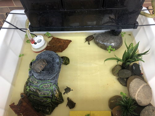 龟缸过滤材料多久换一次