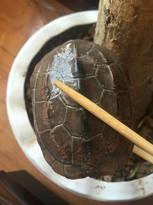 龟缸过滤滤材用什么好