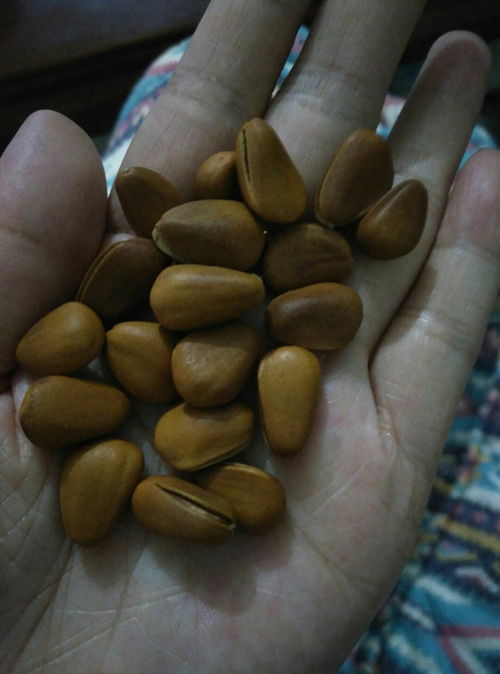 怀孕可以吃食用活性炭吗