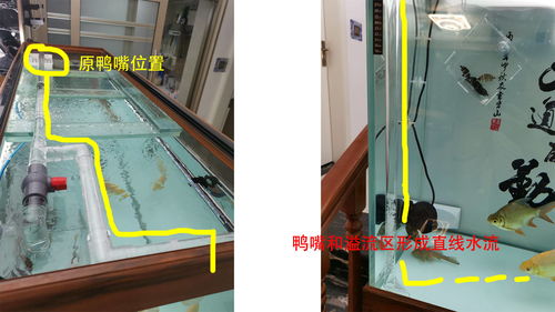 鱼缸底滤不用活性炭可以吗