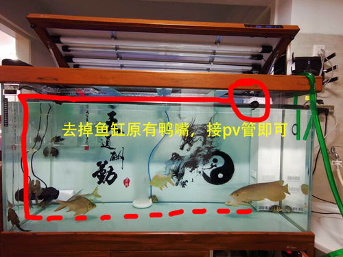 鱼缸底滤放活性炭好不好