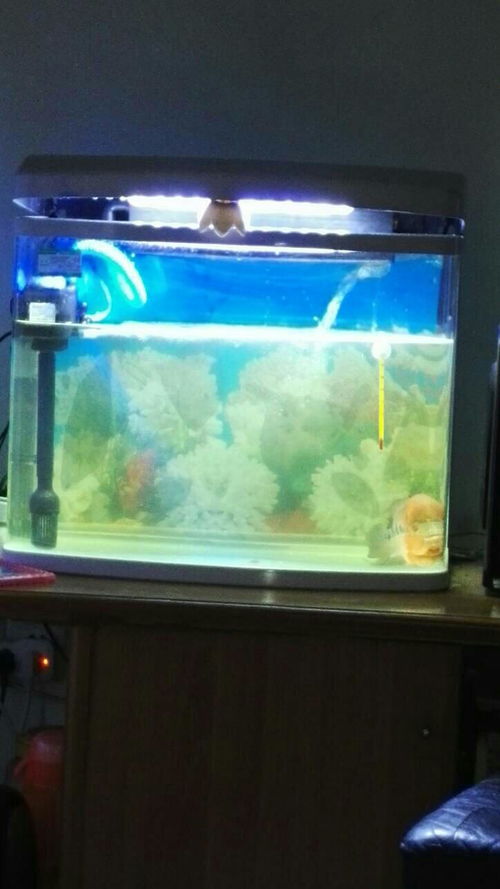 活性炭能直接放鱼缸里面吗