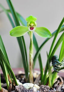 用完的活性炭可以种花