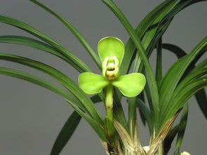 活性炭可以种兰花吗