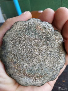 怎样提炼活性炭里的金