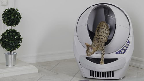 猫砂能给仓鼠当垫料么可以用吗