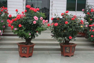 栽月季花能用活性炭吗