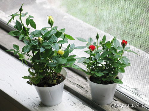 活性炭能放花盆里种花吗