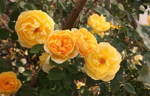 月季小苗冬天能移栽吗