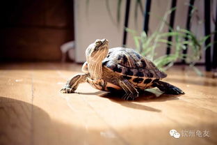 海缸里活性炭要一直放吗