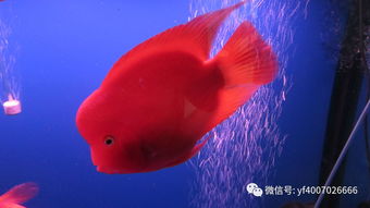 养鹦鹉鱼用什么过滤器材最好