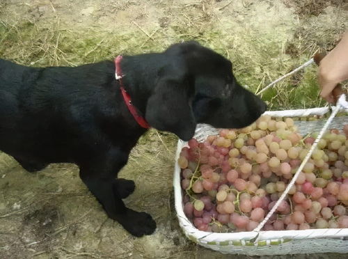 狗吃了葡萄用活性炭