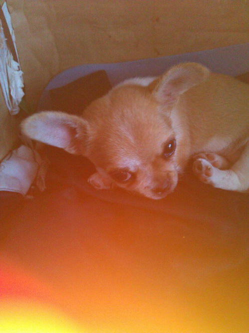 狗吃了活性炭颗粒会怎么样