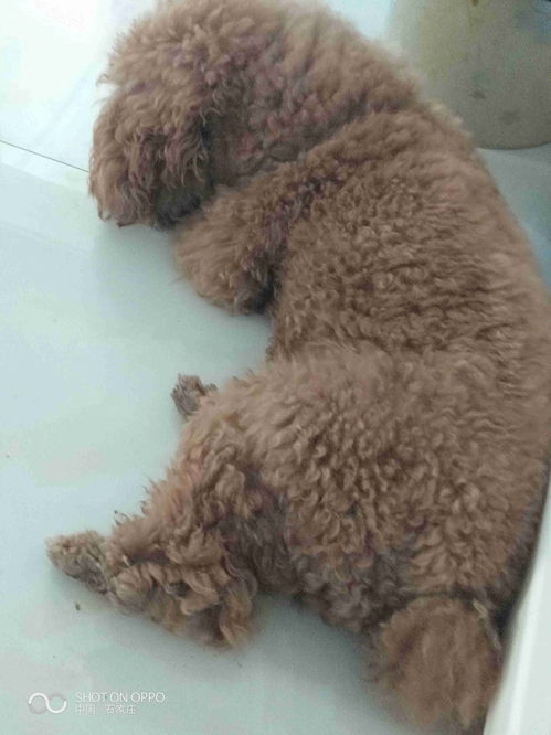 狗狗吃了腐蚀性的东西