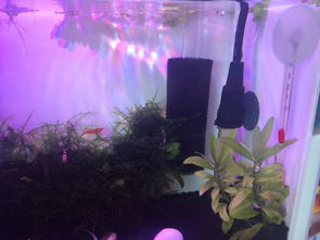 工业活性炭可以用在鱼缸里吗