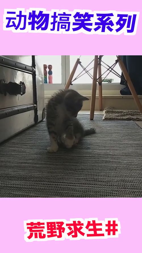 养猫可以用活性炭