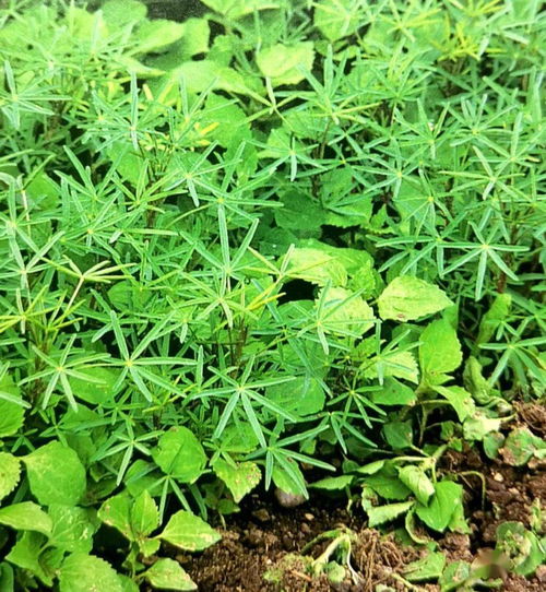 土壤改良用活性炭