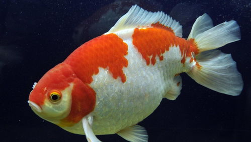 养鱼用活性炭对鱼有没有伤害