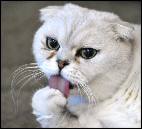 给猫咪服用活性炭