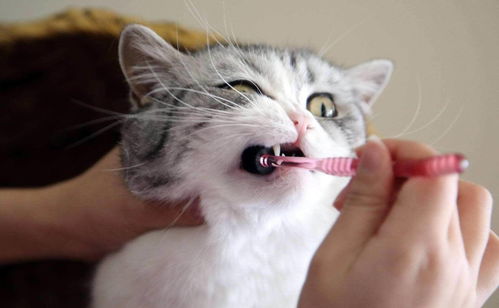 猫咪误食活性炭成分的干燥剂