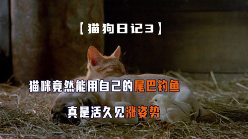 小猫能用活性炭吗