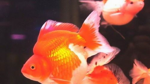 金鱼用活性炭么