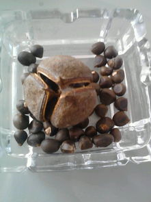 活性炭放鱼缸里对鱼有没有危害